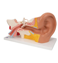 Human Ear Model, 3 times Life-Size, 4 part - 3B Smart Anatomy