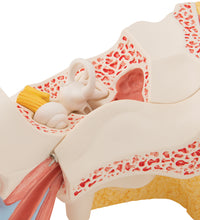 Human Ear Model, 3 times Life-Size, 6 part - 3B Smart Anatomy
