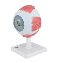 Human Eye Model, 5 times Full-Size, 6 part - 3B Smart Anatomy
