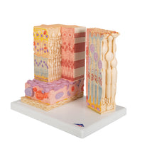 3B MICROanatomy Human Eye Model - 3B Smart Anatomy