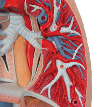 Human Lung Model with Larynx, 7 part - 3B Smart Anatomy