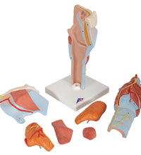 Human Larynx Model, 2 times Full-Size, 7 part - 3B Smart Anatomy