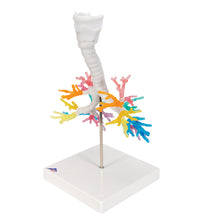 CT Bronchial Tree Model with Larynx - 3B Smart Anatomy
