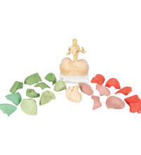 Segmented Lung Model - 3B Smart Anatomy