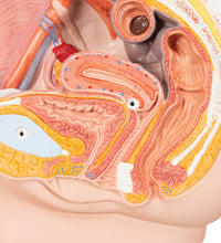 Female Pelvis Model in Median Section, 2 part - 3B Smart Anatomy