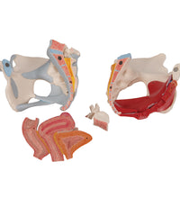 Female Pelvis Skeleton Model with Ligaments, Muscles & Organs, 4 part - 3B Smart Anatomy