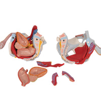 Male Pelvis Skeleton Model with Ligaments, Vessels, Nerves, Pelvic Floor Muscles & Organs, 7 part - 3B Smart Anatomy