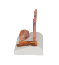 Microscopic Skin, Hair & Nail Model - 3B Smart Anatomy