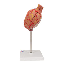 Human Stomach Model, 2 part - 3B Smart Anatomy