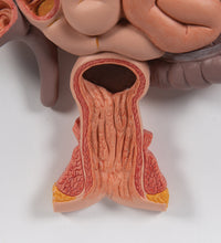 Human Digestive System Model, 2 part - 3B Smart Anatomy