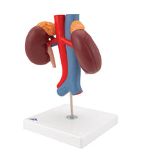 Human Kidneys Model with Vessels - 2 Part - 3B Smart Anatomy