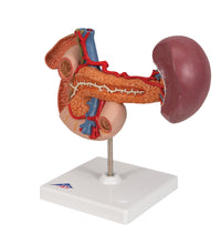 Life-Size Model of Rear Organs of Upper Abdomen - 3B Smart Anatomy