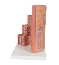 3B MICROanatomy Digestive System Model, 20-times Magnified - 3B Smart Anatomy