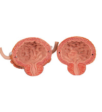 Dual Sex Urinary System Model, 6 part - 3B Smart Anatomy