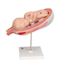 Fetus Model, 7th Month - 3B Smart Anatomy