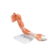 Life-Size Deluxe Muscle Arm Model, 6 part - 3B Smart Anatomy