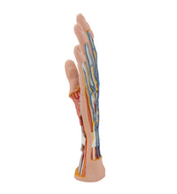 Life-Size Hand Model with Muscles, Tendons, Ligaments, Nerves & Arteries, 3 part - 3B Smart Anatomy