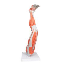 Muscle Leg Model, 3/4 Life-Size, 9 part - 3B Smart Anatomy