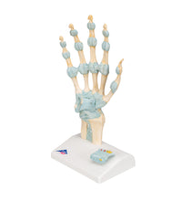 Hand Skeleton Model with Ligaments & Carpal Tunnel - 3B Smart Anatomy