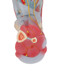 Foot Skeleton Model with Ligaments & Muscles - 3B Smart Anatomy