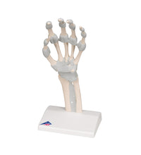 Hand Skeleton Model with Elastic Ligaments - 3B Smart Anatomy