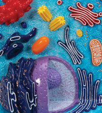 Animal Cell Model