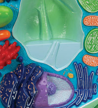 Plant cell model