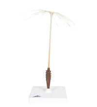 Dandelion Flower (Taraxum officinale), Model