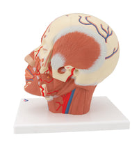 Head Musculature Model with Blood Vessels - 3B Smart Anatomy