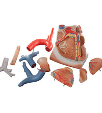 Heart and Diaphragm Model, 3 times Life-Size, 10 part - 3B Smart Anatomy