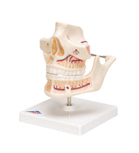 Adult Denture Model with Nerves and Roots - 3B Smart Anatomy
