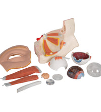 Human Eye Model, 5 times Full-Size, 12 part - 3B Smart Anatomy