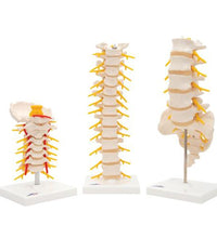 Anatomy Set Vertebrae