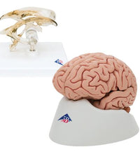 Anatomy Set Brain and Ventricle