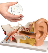 Anatomy Set Ear