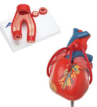 Anatomy Set Heart