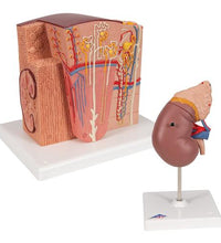 Kidney Set