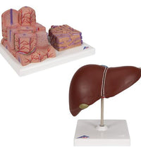 Liver Set