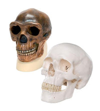 Anthropology Comparison