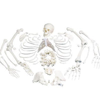 Disarticulated Human Skeleton Model, Complete with 3-part Skull - 3B Smart Anatomy