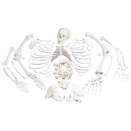 Disarticulated Human Skeleton Model, Complete with 3-part Skull - 3B Smart Anatomy