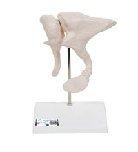 Human Ossicle Model, 20-times Maginified - 3B Smart Anatomy