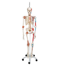Human Skeleton Model Sam on Hanging Stand with Muscle & Ligaments - 3B Smart Anatomy
