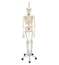 Functional & Physiological Human Skeleton Model Frank on Hanging Stand - 3B Smart Anatomy