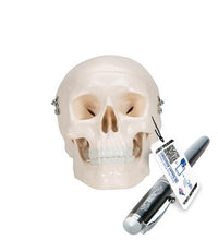 Mini Human Skull Model, 3-part (Skullcap, Base of Skull, Mandible) - 3B Smart Anatomy