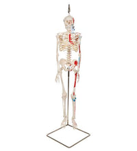 Mini Human Skeleton Shorty with Painted Muscles on Hanging Stand, Half Natural Size - 3B Smart Anatomy