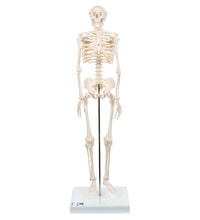 Mini Human Skeleton Model Shorty, Half Natural Size - 3B Smart Anatomy