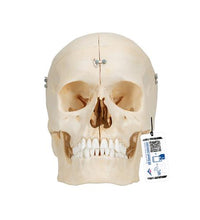 BONElike Human Bony Skull Model, 6 part - 3B Smart Anatomy