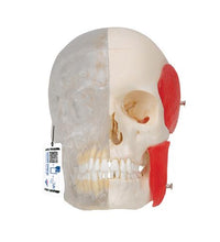 BONElike Human Skull Model, Half Transparent & Half Bony, 8 part - 3B Smart Anatomy