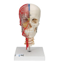 BONElike Human Skull Model, Half Transparent & Half Bony, Complete with Brain & Vertebrae - 3B Smart Anatomy